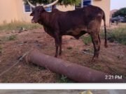 Jigawa Police Arrests Suspected Cattle Rustler, Drugs Dealers Recovers 13,000 Illicit Drugs