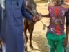 Police Arrests Cattle Rustler, Motor Cycle Theft In Yobe