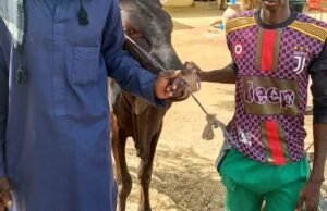 Police Arrests Cattle Rustler, Motor Cycle Theft In Yobe