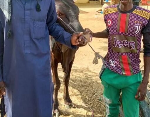 Police Arrests Cattle Rustler, Motor Cycle Theft In Yobe